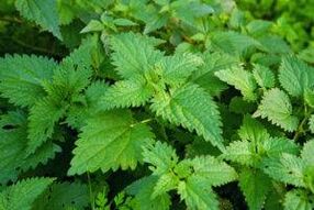 Herbes pour augmenter la puissance