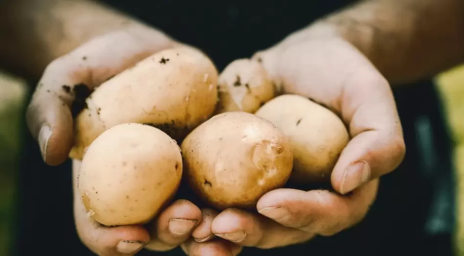 des pommes de terre pour le pouvoir