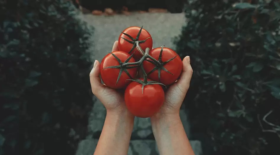 tomates pour le pouvoir